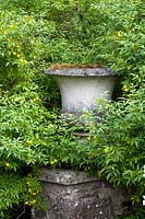 Urne en pierre sur muret recouvert d'arbuste non identifié