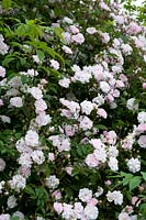 Rosa - Arbuste Rose - variété inconnue