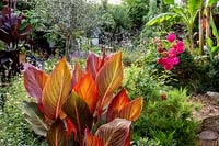 Jardin de cottage moderne dans l'ouest de Londres, avec Canna tropicana en pot en terre cuite.