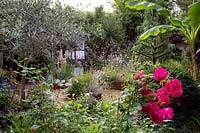 Jardin de cottage moderne dans l'ouest de Londres - vues à travers un parterre de fleurs avec une rose rose inconnue du jardin d'origine, olivier en pot, Musa basjoo regardant vers des parterres de fleurs en acier Corten avec des plantes résistantes à la sécheresse.