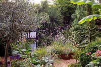 Jardin de cottage moderne dans l'ouest de Londres - vues à travers le parterre de fleurs avec l'olivier en pot, en regardant vers les plates-bandes en acier Corten avec des plantes résistantes à la sécheresse, y compris la Verbena bonariensis