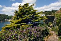Floraison Hebe et Cupressus macrocarpa 'Lutea' - Cyprès de Monterey - en parterre face à la mer