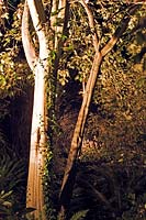 Arbre avec toile géante éclairée par 'l'éclairage' 'électrique' des plantes après la tombée de la nuit dans les jardins subtropicaux d'Abbotsbury, Dorset, Angleterre.