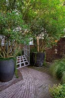 Petit jardin avec pavage en brique dans différents modèles, à proximité d'une paire d'Osmanthus burkwoodii cultivés comme de grands arbres multi-tiges dans de grands pots noirs