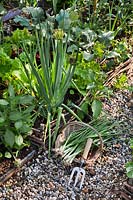 Vivace Allium fistulosum - Welsh Onion - croissant dans le parterre de fleurs, oignon de printemps annuel ou oignon vert dans le panier sur le chemin de gravier