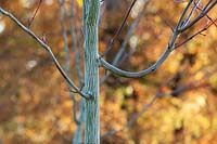 Acer davidii 'Viper' ou 'mindavi' - Érable à écorce de serpent - marques sur le tronc d'arbre