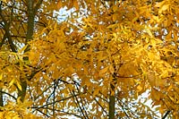 Carya glabra - Pignut Hickory Tree