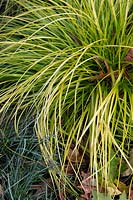 Carex oshimensis 'Everillo' - Carex japonais