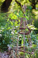 Euphorbia lathyris - Euphorbe à épis par support de plantes rustiques dans le potager