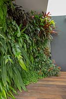 Un jardin mural vertical couvert sur une terrasse en bois, avec une forte plantation de plantes aimant l'ombre, des bégonias, des fougères maidenhair, une figue tropicale, des broméliacées et une fleur de flamant rose en fleurs.