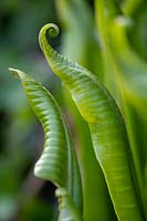 Fougère-langue de Hart, Asplenium scolopendrium