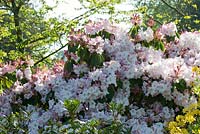 L'une des nombreuses variétés inconnues de Rhododendron.