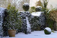 Taxus baccata - haie d 'if avec fleurons topiaires et contreforts pyramidaux et Buxus - boule boule, Camélia dans un pot en terre cuite. Daphné à l'abri du mur de neige fin février. L'ancien presbytère, Suffolk, UK