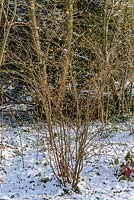 Ribes valdivianum - nouveaux bourgeons d'une groseille en fleurs dans le jardin boisé avec de la neige à la fin de février. L'ancien presbytère, Suffolk, UK