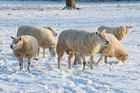 Moutons dans le champ à côté du jardin avec de la neige fin février. L'ancien presbytère, Suffolk, UK