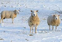 Moutons dans le champ à côté du jardin avec de la neige fin février. Le vieux presbytère