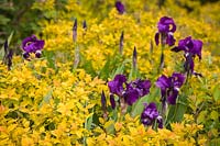 Iris barbu pourpre parmi le feuillage de Spiraea 'Limemound' - Iris germanica cv .: Spiraea x bumalda 'Monhub' Limemound. Bellingham USA.