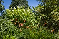 Kniphofia 'Alcazar' - Red Hot Poker, Crocosmia et Hydrangea paniculata 'Limelight' dans un parterre d'été au jardin botanique de Bellevue