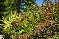 Monarda 'Jacob Cline' - Baume pour les abeilles, Eupatorium maculatum 'Gateway' et Cotinus 'Grace' - Arbre à fumée en parterre de fleurs vivaces au Jardin botanique de Bellevue