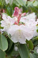Rhododendron 'Loderi Venus'