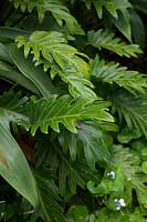 Détail d'une plantation verte luxuriante avec, Philodendron Xanadu, usine de fonte et violette indigène d'Austalian.
