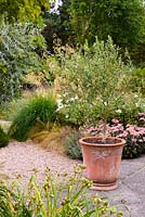 Un petit olivier dans un pot en terre cuite avec un parterre de plantes herbacées vivaces et d'herbes derrière, y compris Hylotelephium 'Matrona', pennisetums et Verbena bonariensis