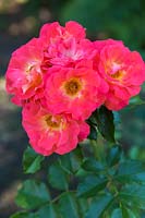 Rosa 'Easy Elegance Coral Cove' - Roses arbustives.
