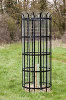 Cage pour empêcher les cerfs d'endommager les jeunes plants plantés, forêt Hatfield, Essex.