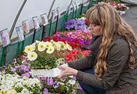 Femme achetant des plantes annuelles dans Garden Center, pétunias jaunes, Perry's Garden Centre, Broxted, Essex. En regardant l'étiquette.