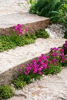 Armeria rose plantée au bord d'un escalier en pierre. Le jardin de la résilience, RHS Chelsea Flower Show 2019.