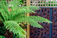 Jardin contemporain à Wandsworth. Dicksonia antarctica - fougère arborescente avec panneaux métalliques rouillés décoratifs sur une clôture en bois avec treillis