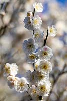 Prunus mume 'Omai-na-mama', abricot fleuri.