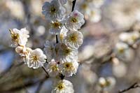 Prunus mume 'Omai-na-mama', abricot fleuri