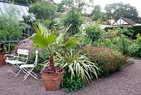 Le jardin exotique à Abbeywood Gardens. La plantation comprend Geranium palmatum, Salvia coccinea 'Lady in Red', Trachycarpus fortunei, Tetrapanax papyrifera et Phormium tenax 'Variegatum '.