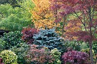 Couleurs automnales d'acres mélangés, de conifères, de photinias, de camélias et d'azalées au jardin Four Seasons, Walsall, West Midlands.