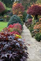 Vue sur un chemin des couleurs automnales des acers mélangés, des conifères, des photinias, des topiaires et des azalées au jardin Four Seasons, Walsall, West Midlands.