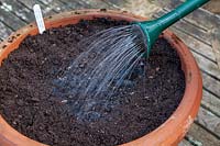 Semer des graines dans des forets de compost dans une séquence de pot en terre cuite. Étape 4 Arrosez les graines en utilisant un arrosoir avec une rose attachée