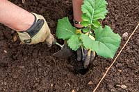 Étape par étape - Plantation de brocoli à germes violets - Étape 2 - Plantez 2 pieds - 60 cm de distance à l'aide d'une truelle