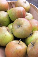 Malus domestica - récolté les pommes à noyau d'Ashmead dans un trug.