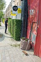 Coupure d'homme Privet haie dans une rue urbaine - London Borough of Islington