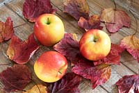 Malus domestica - Pommes Falstaff rouges 'sport de Falstaff, développé Norfolk 1983', parmi Acer rubrum - Feuilles d'érable rouge affichées sur une table en bois.