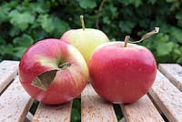 Malus domestica - Pommes Falstaff rouges 'sport de Falstaff, développé Norfolk 1983', trois affichées sur la table.
