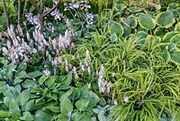 Hosta 'Frances Williams', Tiarella 'Pink Skyrocket' et Brunnera macrophylla 'Jack Frost' dans un jardin boisé humide, Vista de Vestra Wealth au RHS Hampton Court Flower Show 2014
