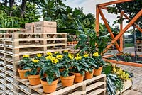 Pots de pots sur des caisses en bois. Cultivez l'espoir. The World Vision Garden - RHS Hampton Court Flower Show 2014. Parrain: World Vision.