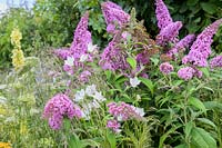 Plantation de fleurs riches en nectar telles que Buddleia, Daucus carota, Bellflowers - The Urban Pollinator Garden - RHS Hampton Court Palace Garden Festival, 2019.