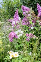 Plantation de fleurs riches en nectar telles que Buddleia, Daucus carota, Bellflowers - The Urban Pollinator Garden - RHS Hampton Court Palace Garden Festival, 2019 - Designer: Caitlin McLaughlin
