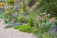 Gaura, Agapanthus campanulatus 'Navy Blue' avec Festuca, Alliums, Artemisia et Pittosporum tenuifolium à Beth Chatto: The Drought Resistant Garden - RHS Hampton Court Garden Festival 2019.