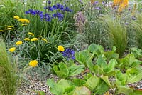 Achillea x Schwellenberg, Agapanthus campanulatus 'Navy Blue ' et Bergenia in Beth Chatto: The Drought Resistant Garden - RHS Hampton Court Garden Festival 2019 - Design: David Ward
