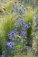 Stipa tenuissima, Eryngium bourgatii et Achillea x Schwellenberg - Beth Chatto: The Drought Resistant Garden - RHS Hampton Court Garden Festival 2019 - Design: David Ward