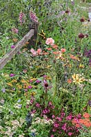 Vivaces en fleurs dans le BBC Spring Watch Garden - RHS Hampton Court Festival.